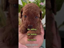 The Silent Crisis of Unethical Breeding #pets #animals #vet #veterinarian #animalwelfare