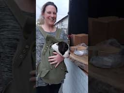 Boxer Puppy Visits a Micro Brewery #boxerpuppy #boxerdog #maverickbrewingco  #cutepuppy