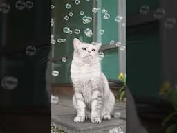 고양이와 비눗방울, 너무 예쁘잖아!