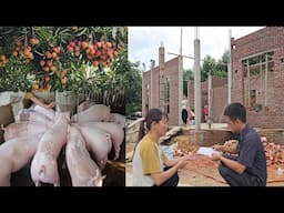 Quickly fatten up the pigs. To sell for money to buy materials to build the dream house. Ep 361