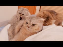 The older cat wants to be pampered but has to look after the kittens!