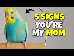 5 Signs Your Bird Thinks You're it's Mom/DAD