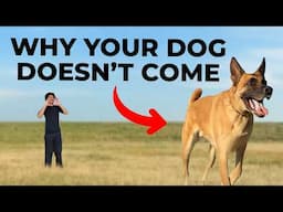 Dog Doesn't COME When Called? Fix It NOW!