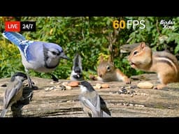 🔴 24/7 LIVE: Cat TV 😺 Blue Jay Birds and Squirrels - A Sunlit Gathering 🐦 4K Cat Games