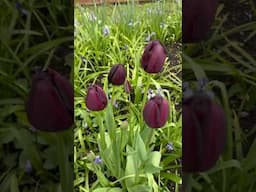 Tulip ‘ Queen of the night’ #gardenerben