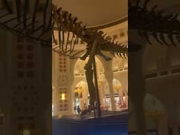 Dubai Mall #shorts #youtubeshorts #youtube #dubai