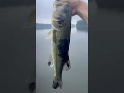 Who Would Tattoo a Bass?!?