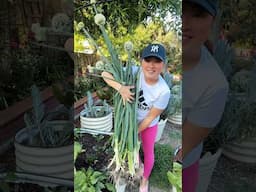 Green Onions grow from Scraps!