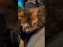 #meows on #lap #cat #viralshort #cutecat #cutecatshorts
