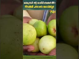 Apple Ber Farming #ToneAgri #AppleBer #SundariBerFarming #FruitFarming #AppleBerFarming #trending