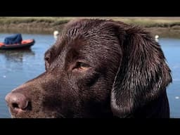 Day 3. Pure Pet Food. Boomer our Chocolate Labradors transition journey to changing his diet.