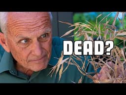 5 Signs Your Plant is Still Alive (and how to revive it!)