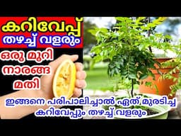 ഈ കാര്യങ്ങൾ ചെയ്താൽ കറിവേപ്പില പറിച്ചു മടുക്കും|Curry leaf plant caring tips|Curry leaves plant care
