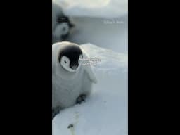Live in the moment. The Popi-filled moment. #SecretsOfThePenguins