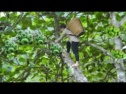 Make stomach medicine from figs, take care of kaka birds and boil corn to eat