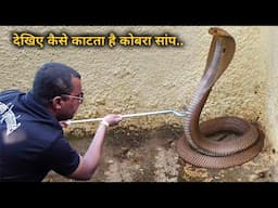 देखिए कैसे काटता है कोबरा सांप, खतरनाक गुस्सैल कोबरा सांप को कैसे किया काबू Cobra snake rescue