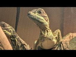 No More Sailfin Dragon Babies