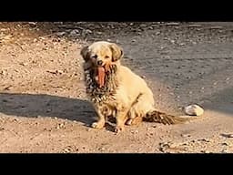 No jaw,tongue hanging straight down,the stray puppy smiles at passersby,longing to be rescued