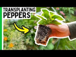 Transplanting Peppers the RIGHT Way (And Why It Matters)