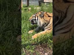 Tiger Enrichment & Feeding LIVE || The Wildcat Sanctuary