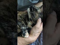the happiest little spoon ♥️ #lifewithcats #fathersday #catdad