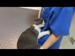 When Cat Learning to Trust Vet 😂 Funny Cat Reaction Videos 2025