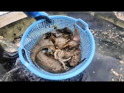 つまみは巻貝3種食べ比べ。