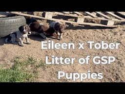 GSP Puppies - Eileen x Tober Litter born 3/24/2025