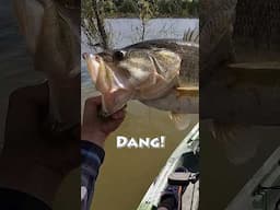 Wow! #bassfishing #fishingvideo #fishing