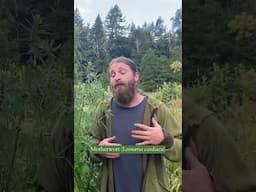 Cooling, Drying, Relaxing: The Magic of Motherwort