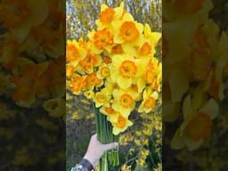 The Most Cheerful Daffodils
