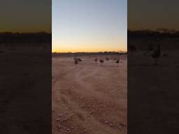 Mobbed by a Mob of Emu's in Remote Outback Australia!