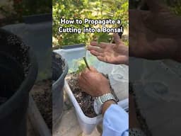 How to Propagate a Cutting into a Bonsai #bonsai #bonsaitree #propagation #gardening #plants #shorts
