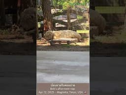 บ๊อบยามงีบหลับตอนบ่าย Bob and his nap time in the afternoon