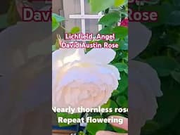 Litchfield Angel David Austin Rose | Best Winter Hardy Rose to add this spring #rose #flowers #new