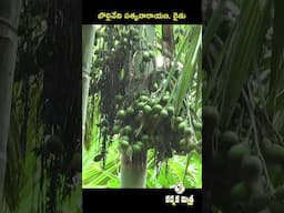ఈ లోకల్ వక్క రకంతో వందేళ్లు దిగుబడి || Best Local Arecanut Variety || Karshaka Mitra #shorts #agri