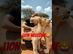 Caption this Lion Welcome!❤️🦁