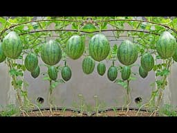 A different way to grow watermelon at home: the secret to producing large, sweet fruit.