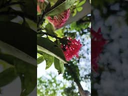 "WINTER MORNING MAGIC! My  Ixora plant is bursting with vibrant blooms! #IxoraLove #FlowerPower