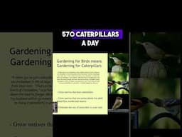 The Importance of Caterpillars for Nesting Birds #shorts