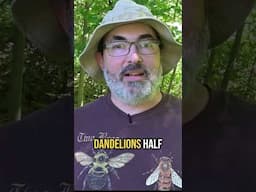 The TRUTH About Dandelions and Pollinators!