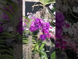 Happening now at the Jamaica Orchid Society's plant sale and show #orchidgarden #Jamaica