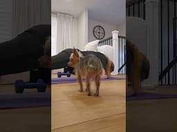 Trying a home workout with a needy little dog 😂 #funny #cute #dog