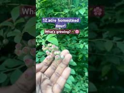 You won't believe how much is growing!🌱 #zone7b  #garden #homestead  #growyourownfood  #familyfarm
