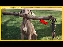🐾😂 Funniest ANIMALS Videos 2025 That Will Make You Laugh Until👍