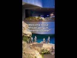 A retirement home… for penguins! 🏠🐧