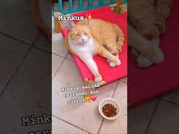 mi gatito así me saluda!😻 Minkus DivertiCats