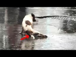 Stray dog ​​dragged his crippled legs, No Home to shelter from the rain...