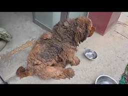 7kg of fur and a body full of wounds, he lay exhausted in the abandoned school crying for help