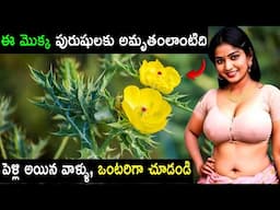 ఈ మొక్క పురుషులకు అమృతం లాంటిది | Plant Benefit vastu tips | Infosecret